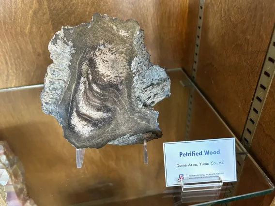 Specimen of petrified wood in case.