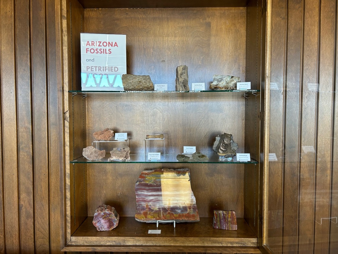 Case of fossils and petrified wood.