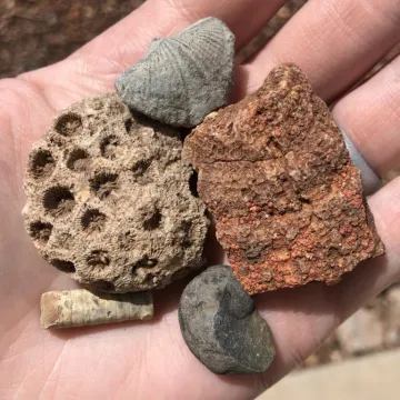 Favorite Fossils